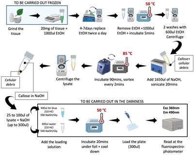 An efficient method for the extraction and the quantitative determination of callose from HLB-affected and healthy citrus